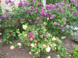 IMG_20190521_103626